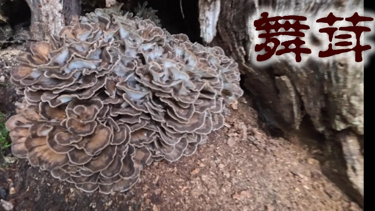 天然舞茸採り12キロ
