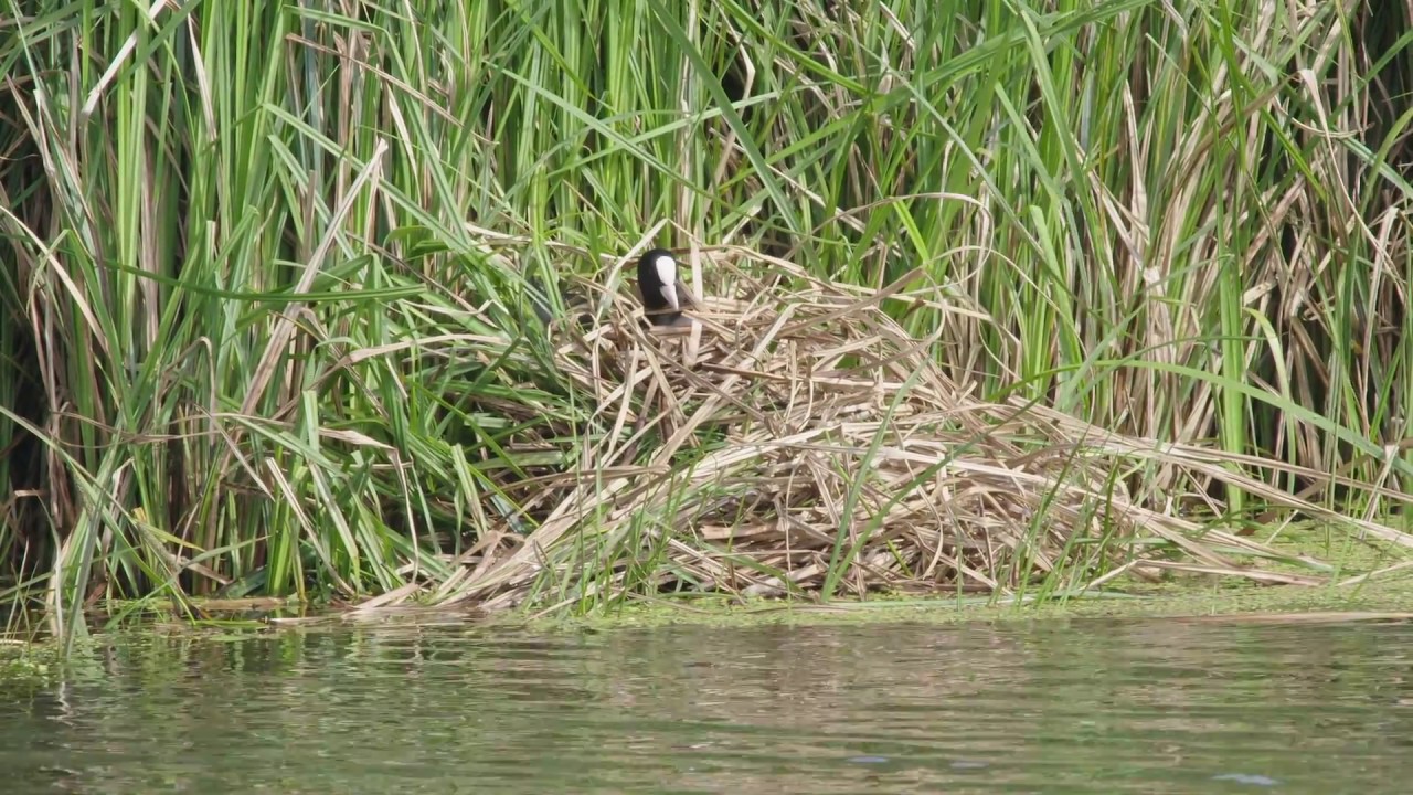 Coot, chicks, heron catches big fish