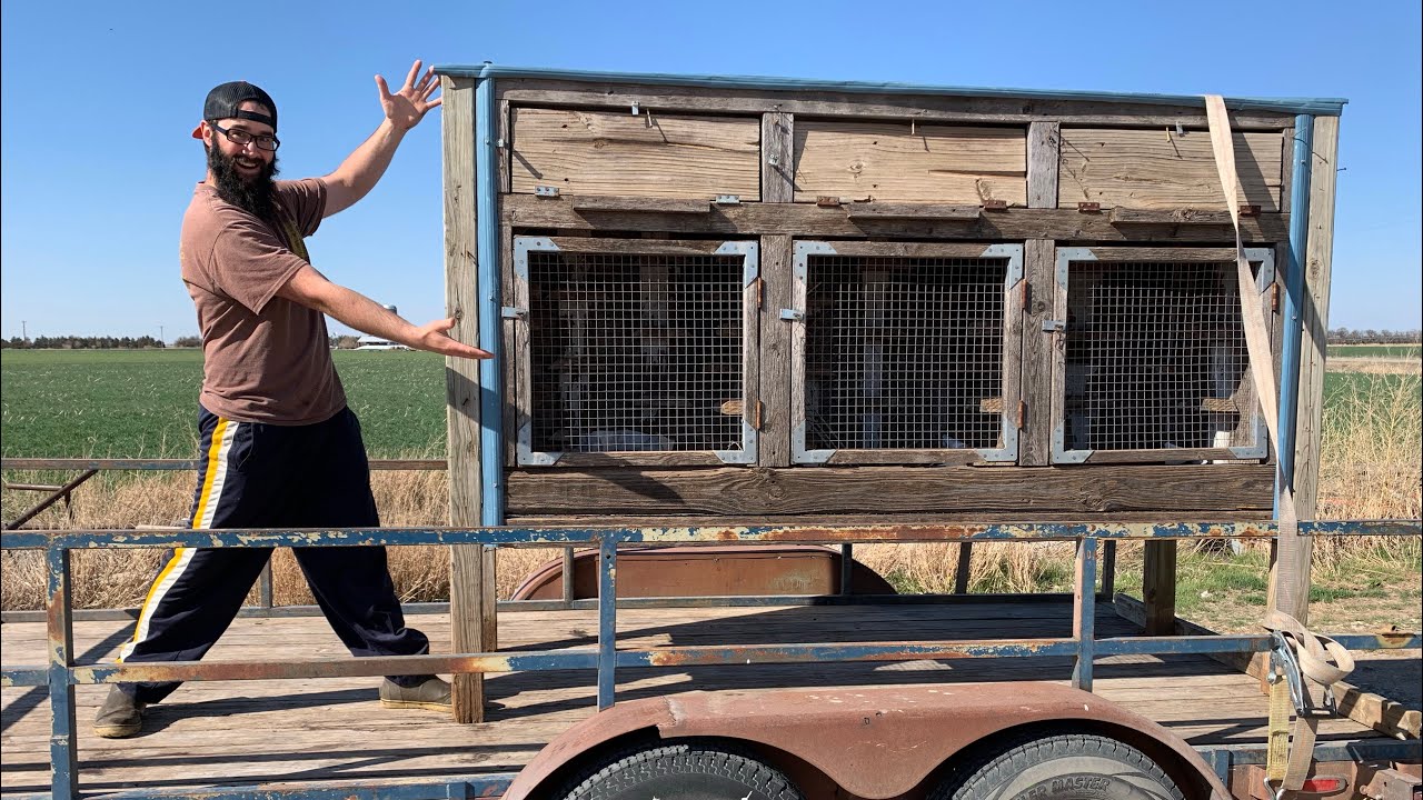 I Bought Pigeons and a New Homing Pigeon Loft!!!