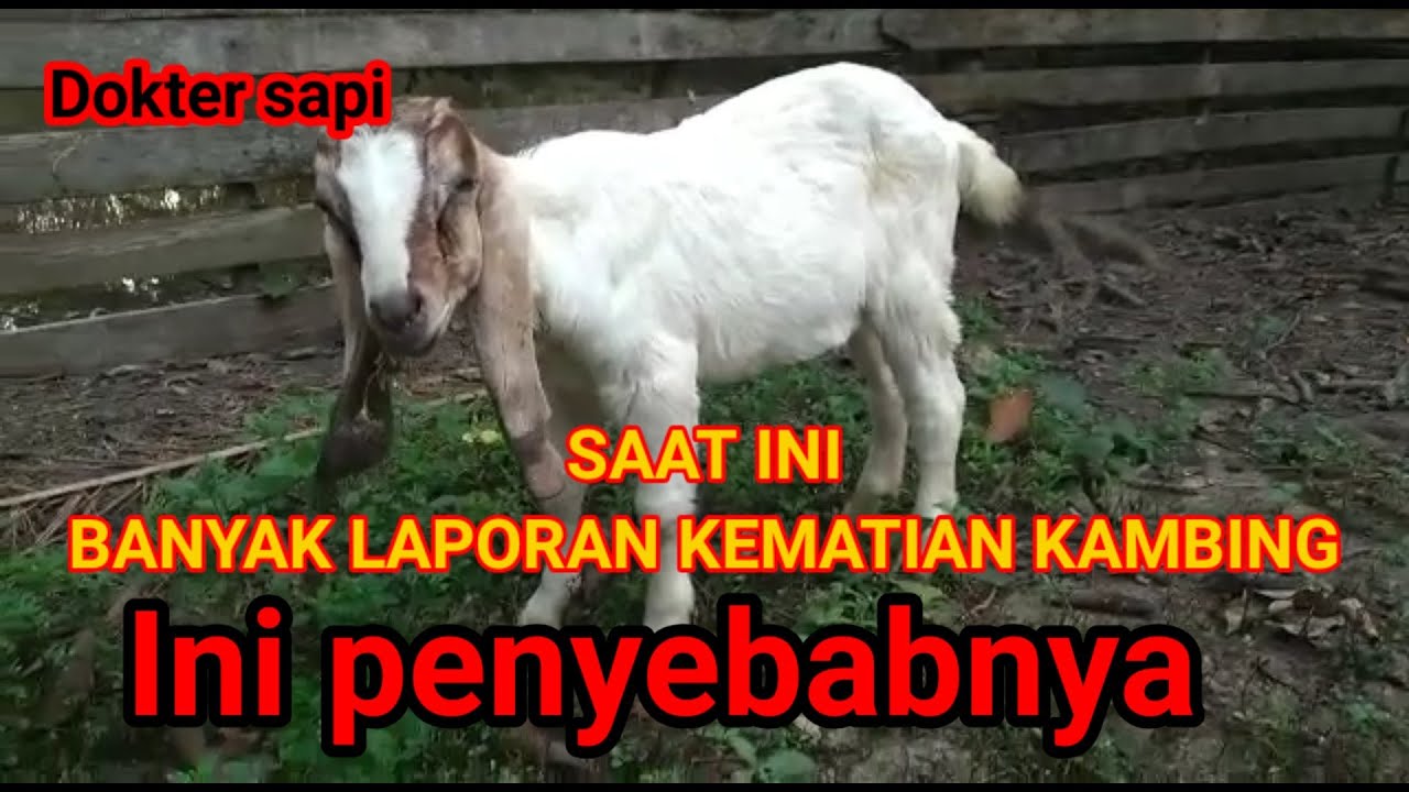 ENTEROTOKSEMIA SEBABKAN KEMATIAN MENDADAK KAMBING DAN DOMBA
