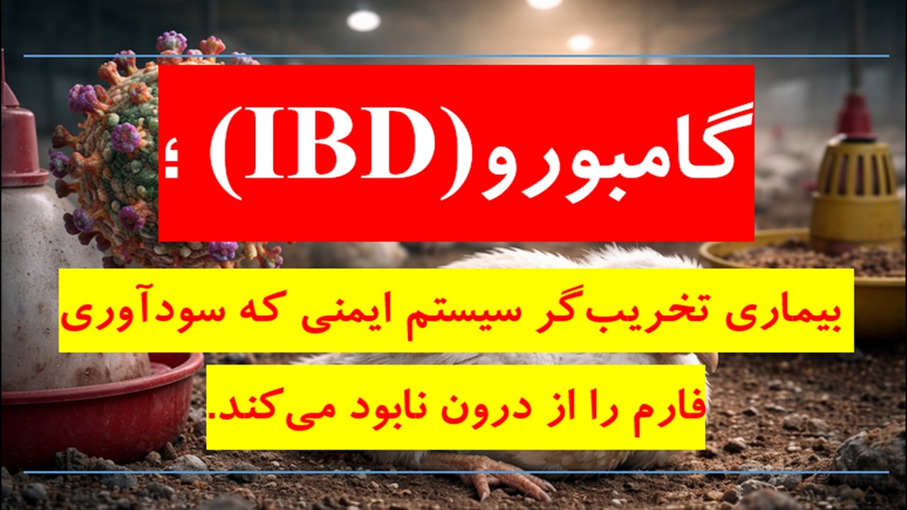 گامبورو (IBD)؛ بیماری تخریب‌گر سیستم ایمنی که سودآوری فارم را از درون نابود می‌کند.