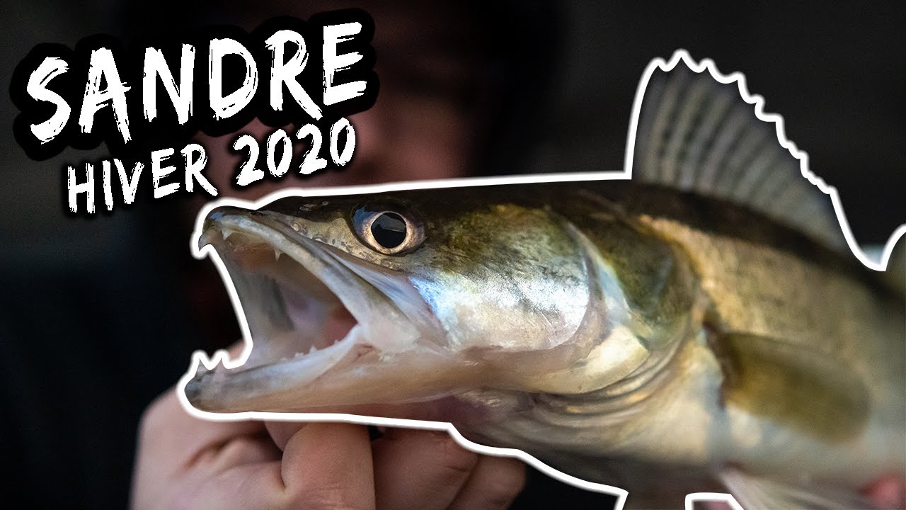 Pêche du sandre aux leurres souples du bord | Hiver 2020