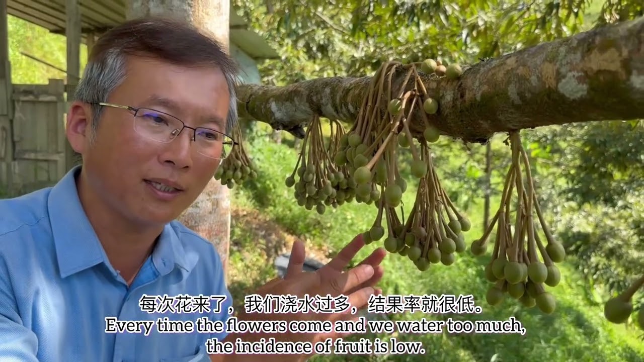 PENGURUSAN AIR & NUTRISI KETIKA BERBUNGA开花期的水分和营养管理Nutrition and water management during bloom