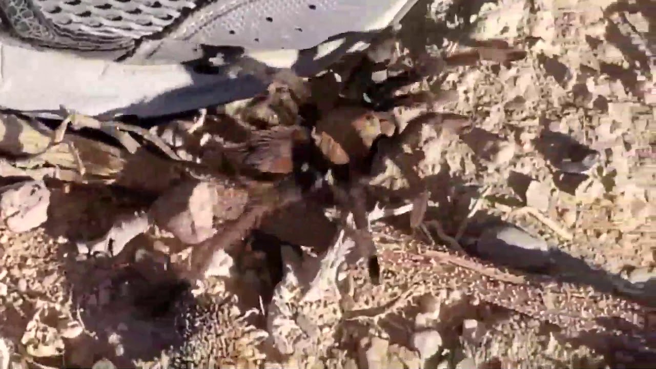 Great Tarantula Migration