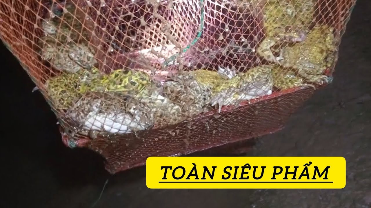 Túc ếch đồng dưới ao cá, bắt toàn ếch cụ lâu năm. Mới nhất 2026.