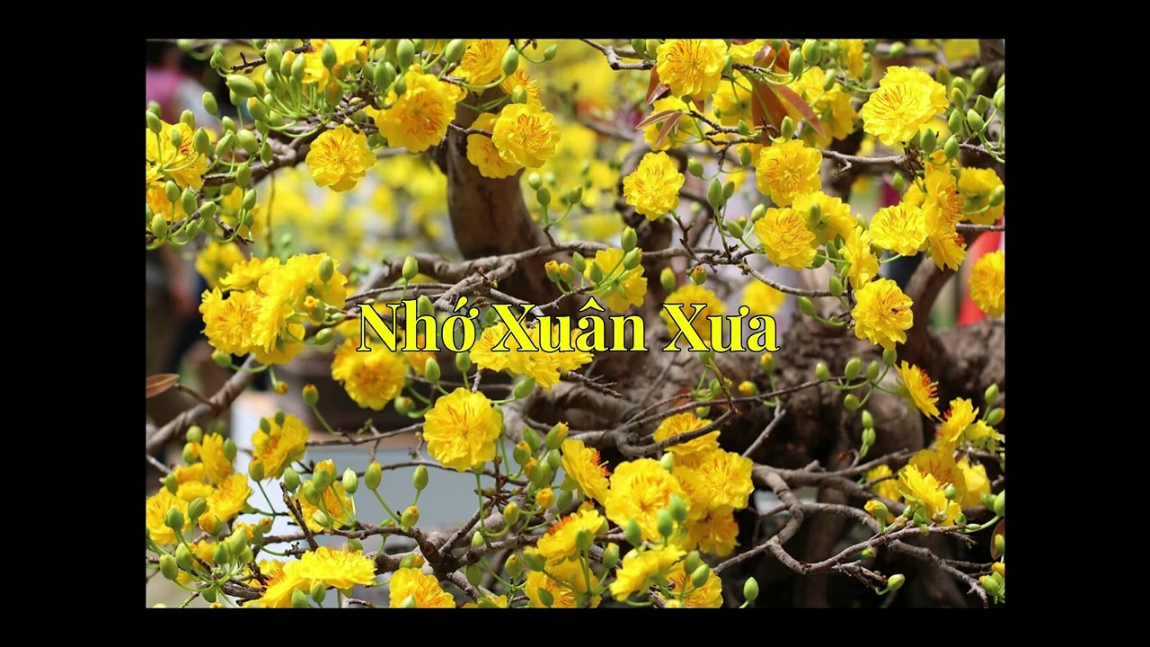 Nhớ Xuân Xưa