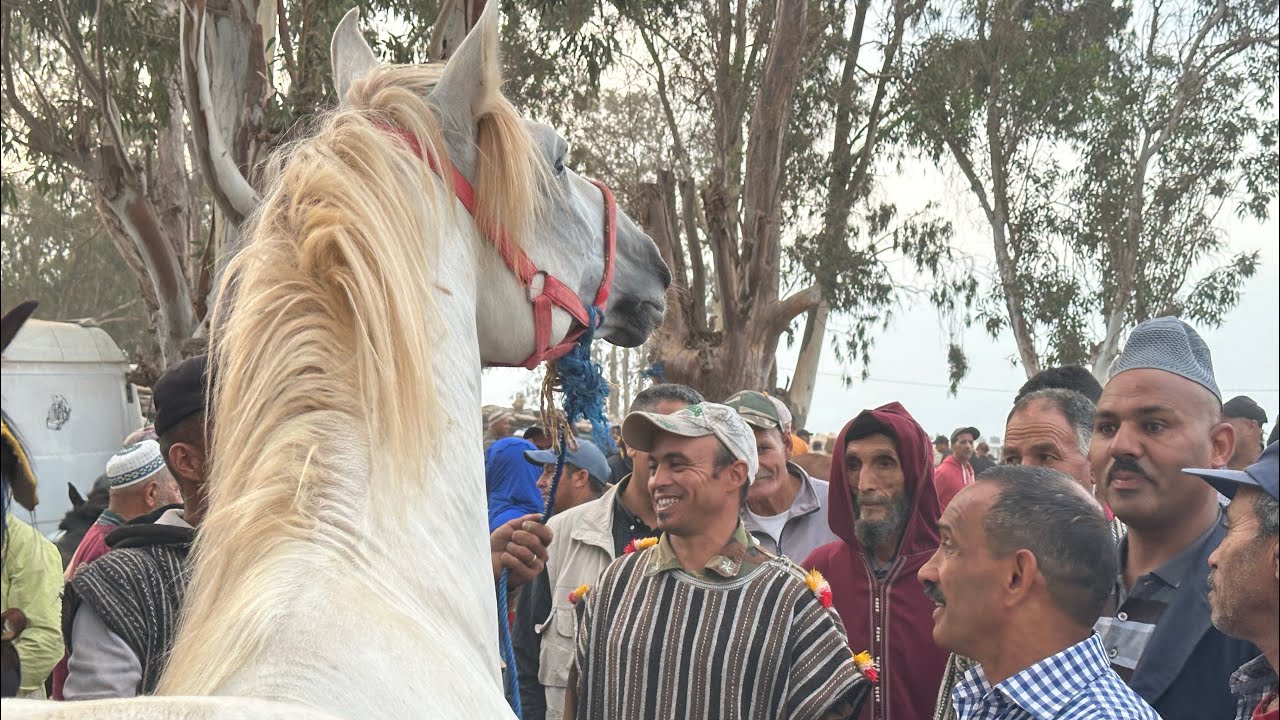 مباشرة سوق خميس سهول مقدم عربي جاب خيول من وجدة الله يبارك تباع في سلا