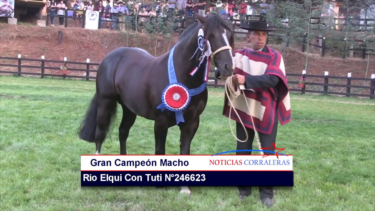 Exposición Nacional de Caballos Raza Chilena 2020