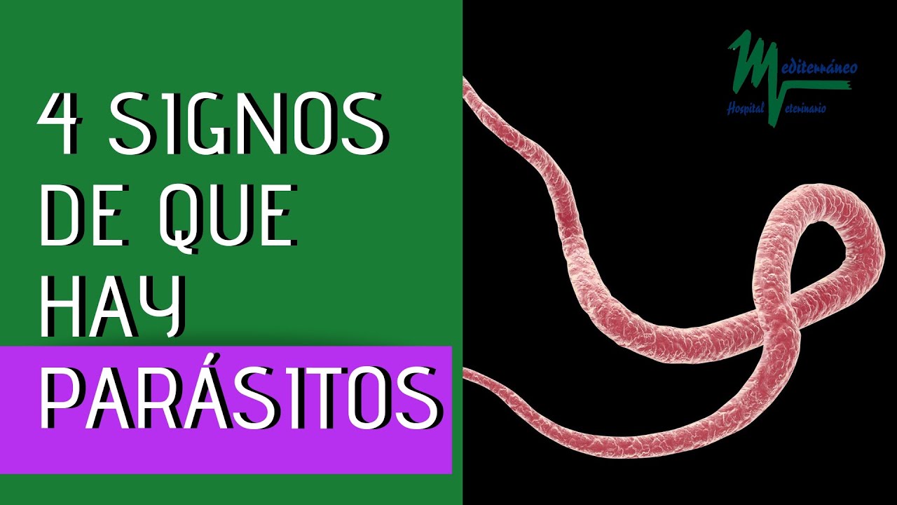 PERROS PAR&Aacute;SITOS INTERNOS.PERROS PAR&Aacute;SITOS S&Iacute;NTOMAS