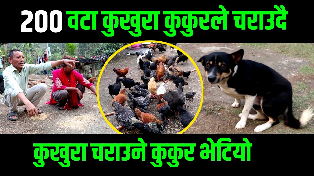 कुकुरले २०० सय वटा लाेकल कुखुरा जङगलमा चराउदै  ||कुखुरा चराउने कुकुर भेटियाे || ज्ञानी कुकुर ||
