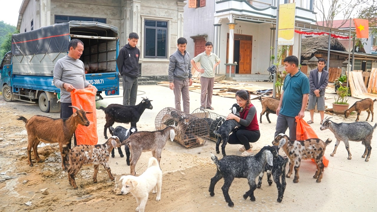 Buying Every Goat From a Disabled Farmer – Use Trucks Them to Sell in the Village