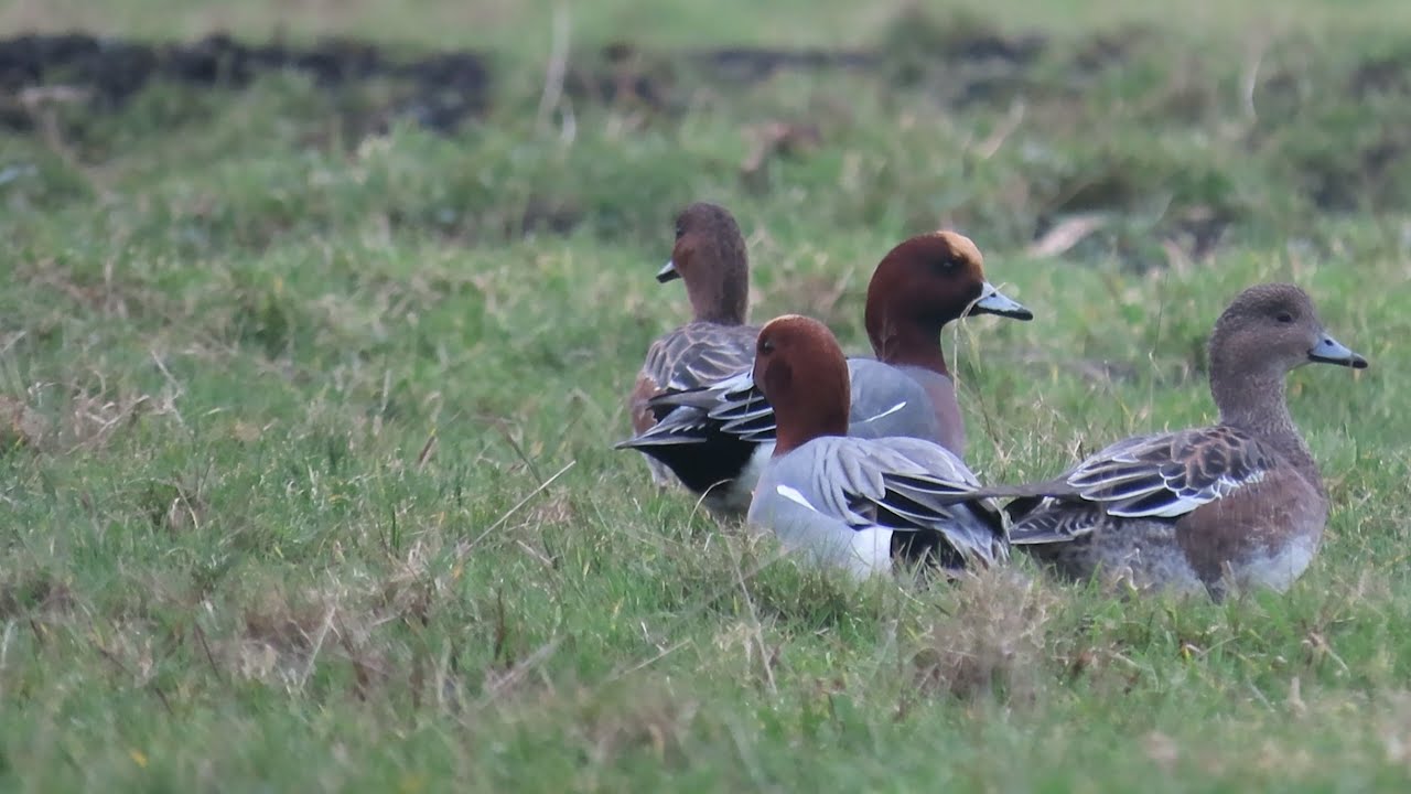 4 different ways dabbling ducks forage