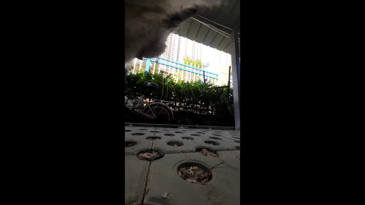 Cat Live｜ねこライブ｜貓咪直播｜ 2026-02-08 12:08:50