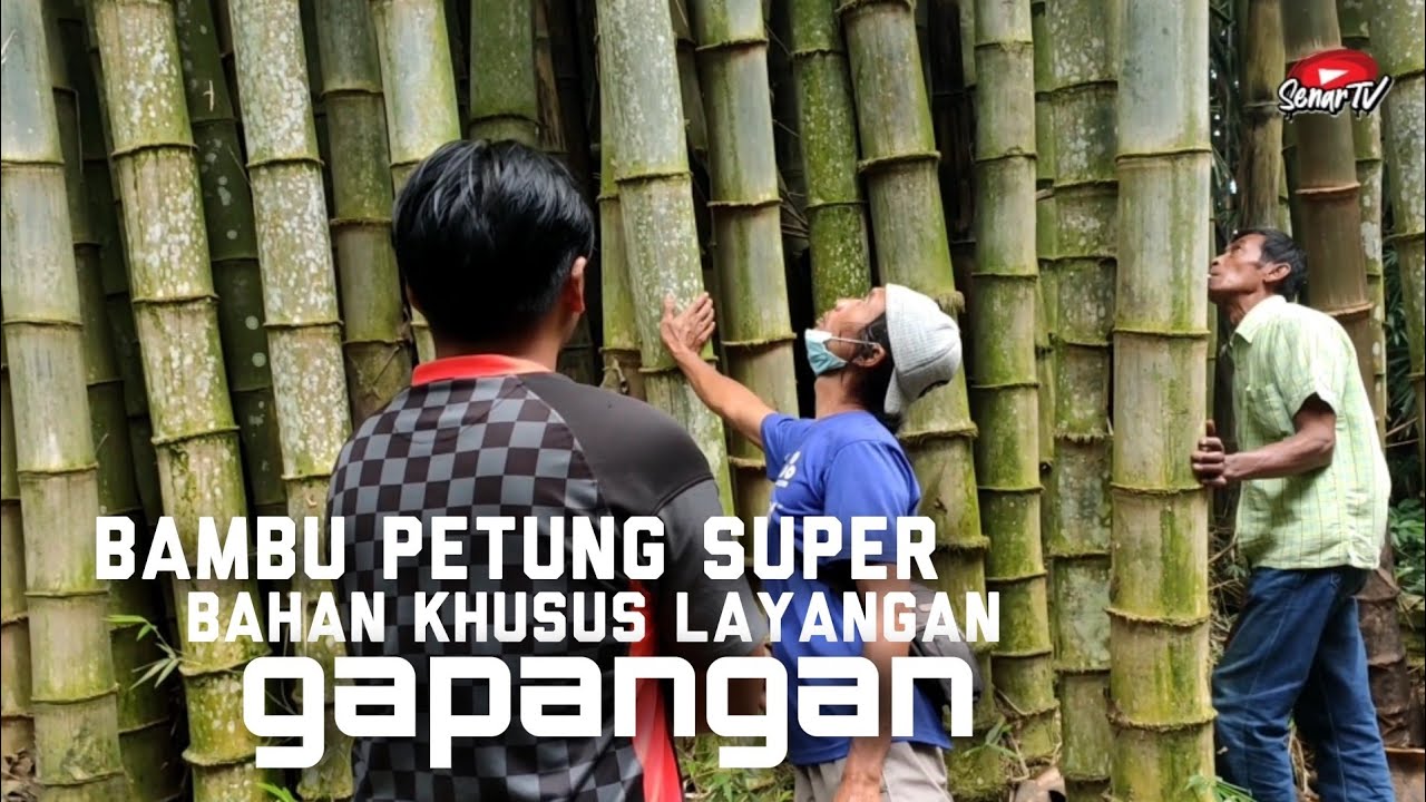 Beli Bambu Petung bahan baku Layangan Gapangan