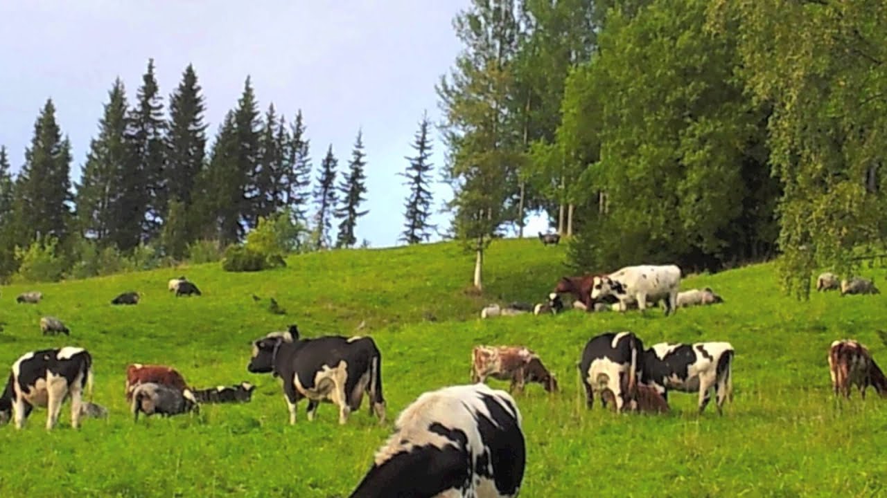 Åre 2  Fjällbete