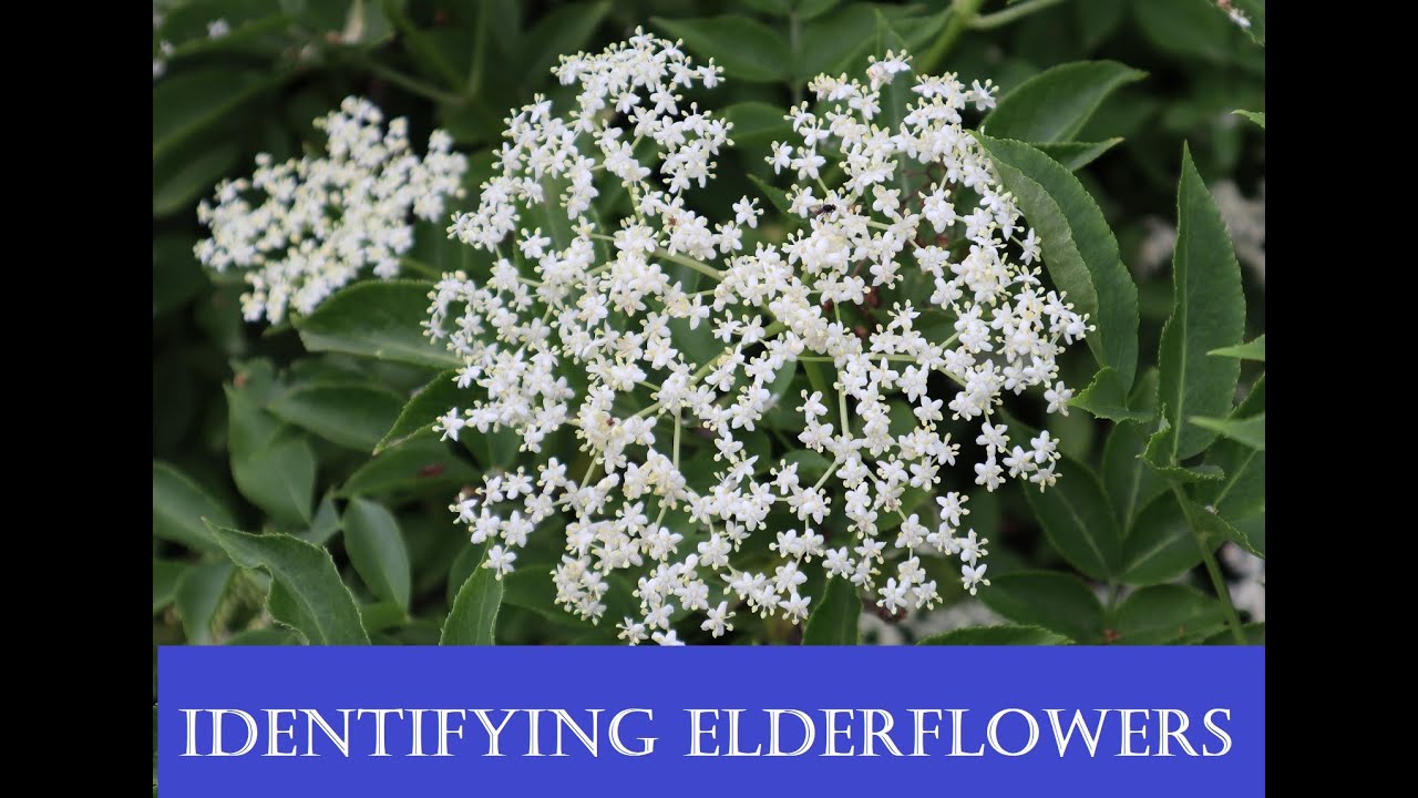 How to identify elderflowers (recognising an elder tree - sambucus nigra)
