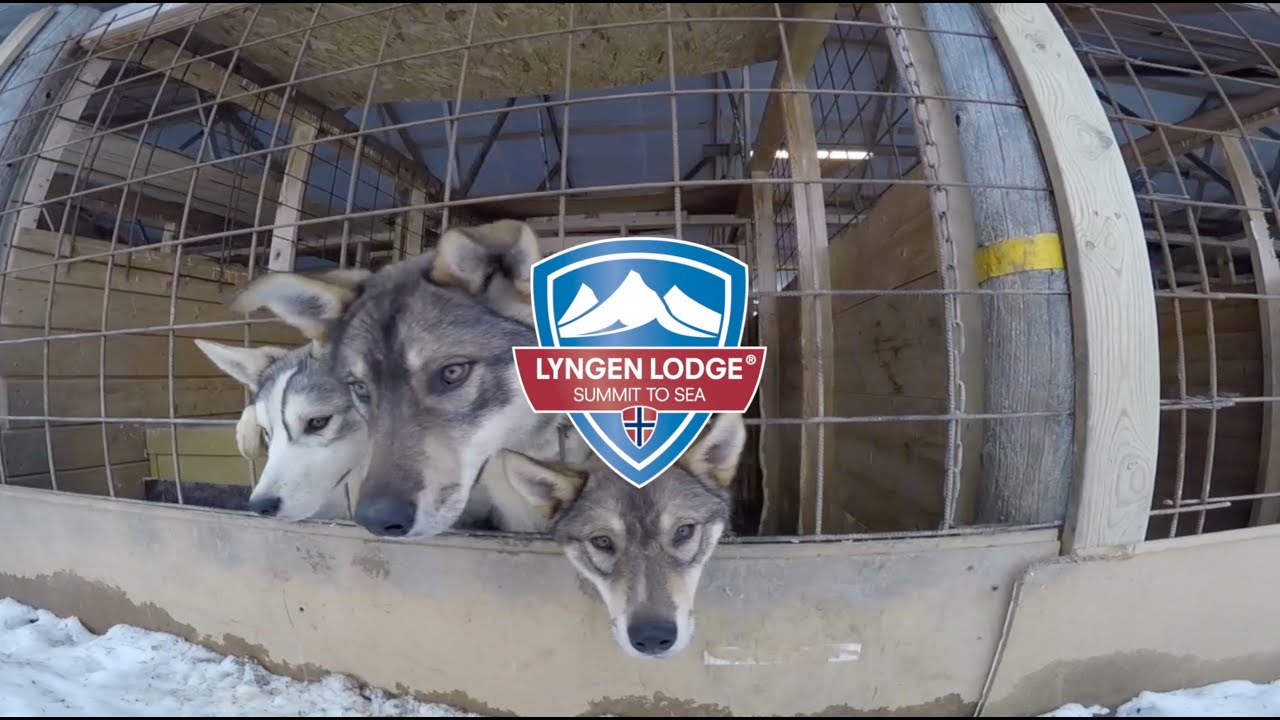 Dog sled adventure in wonderful Norway at the Lyngen Lodge