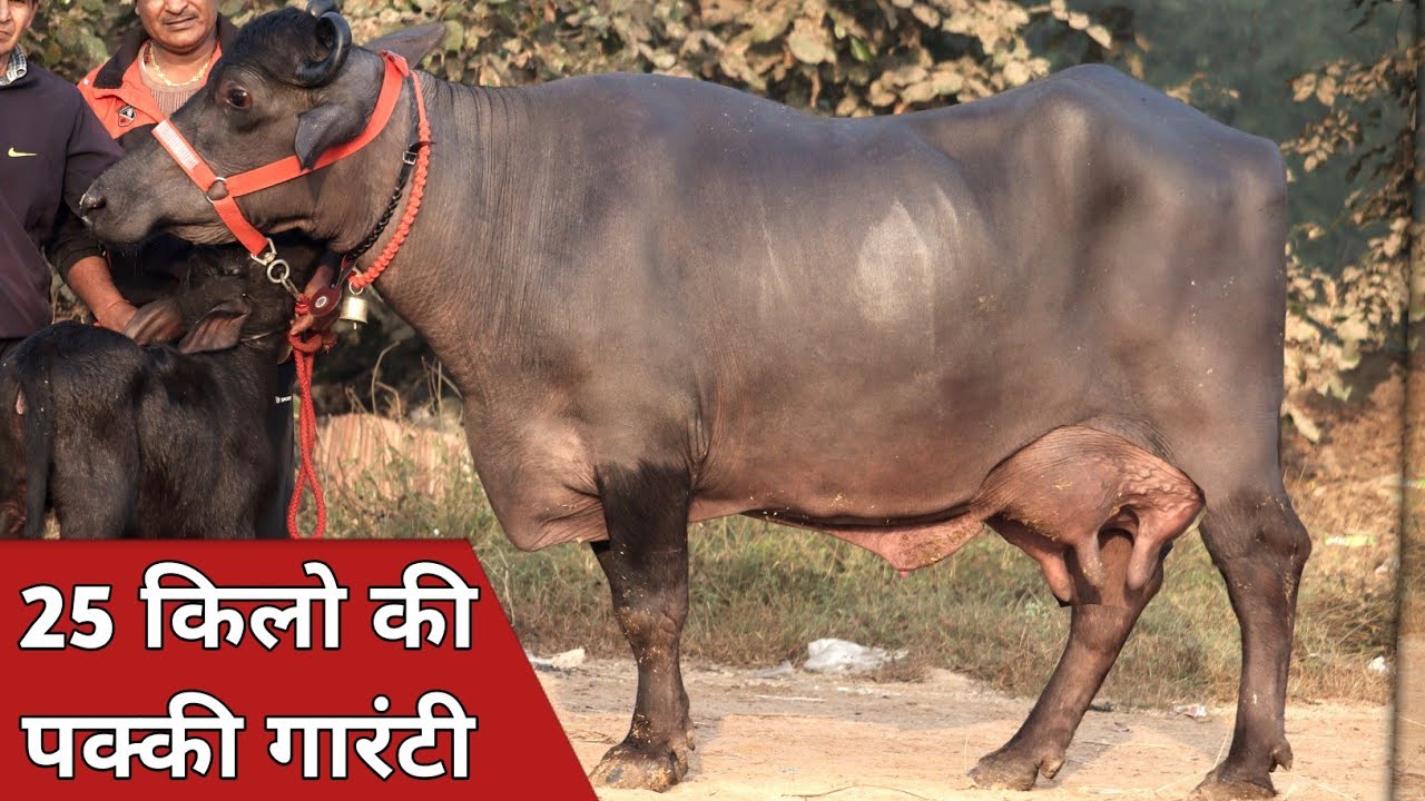 22 से 25 किलो की दो झोटियाँ, कांटे के तोल में बिक्री के लिए उपलब्ध || Sandeep Chillar (9911080006)