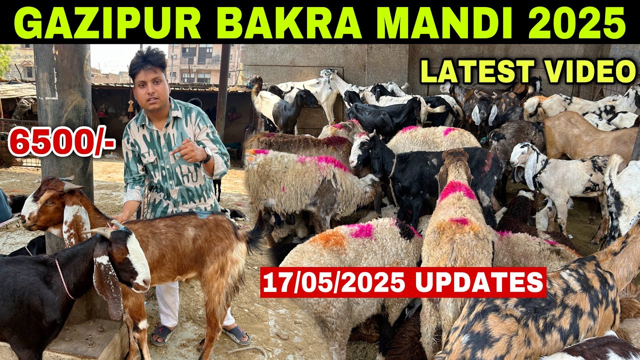 Gazipur Bakra Mandi Today Update 17/05/2025 | Sacrifice Goats | Gazipur Bakra Mandi New Video