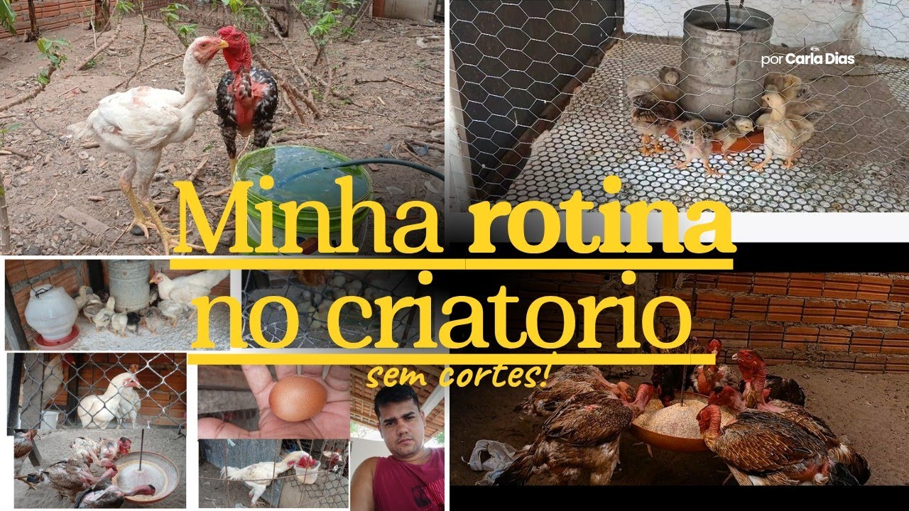 🔴Conheça um pouco do nosso criatorio de polaco gigante! Manejo das aves! Vlog