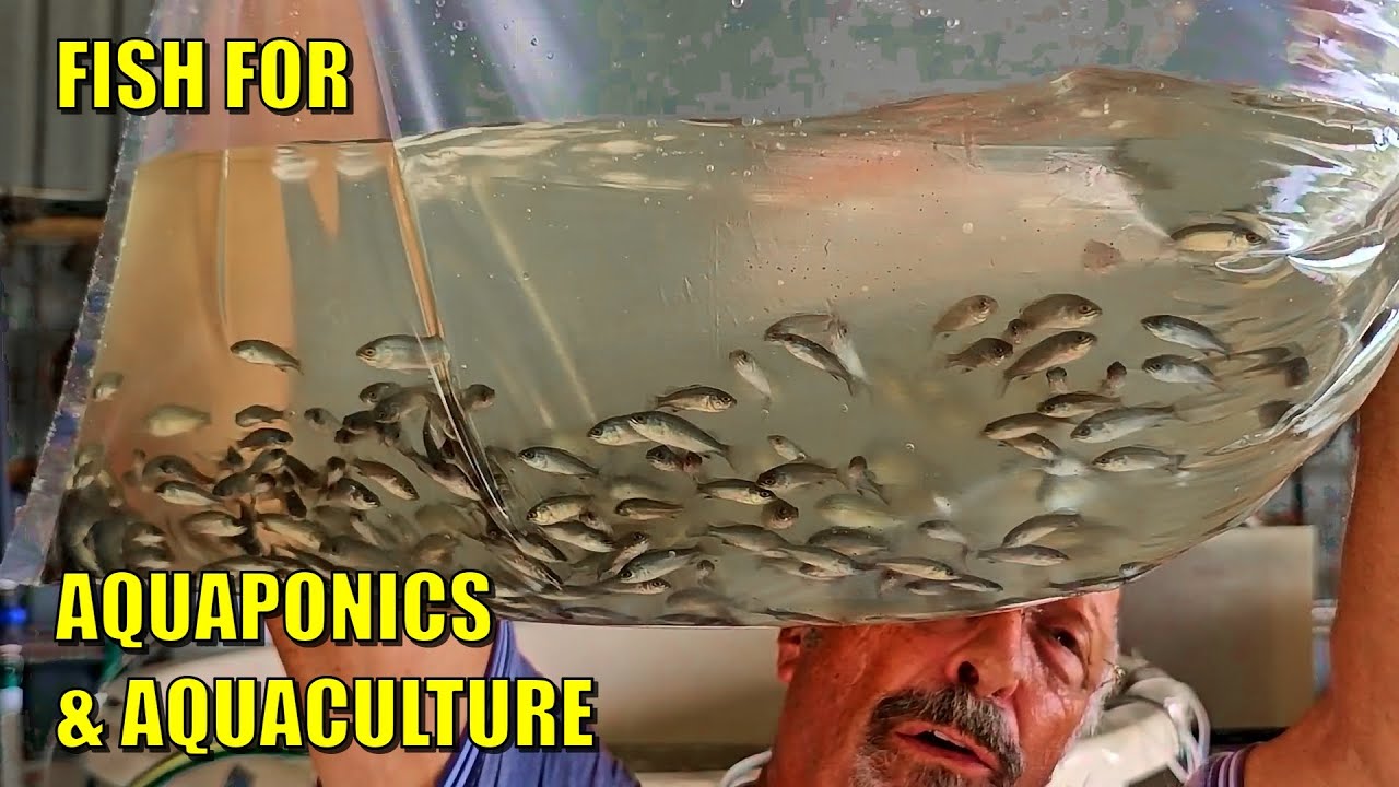 Fry & Fingerlings for Aquaponics & Aquaculture 🐟🐟