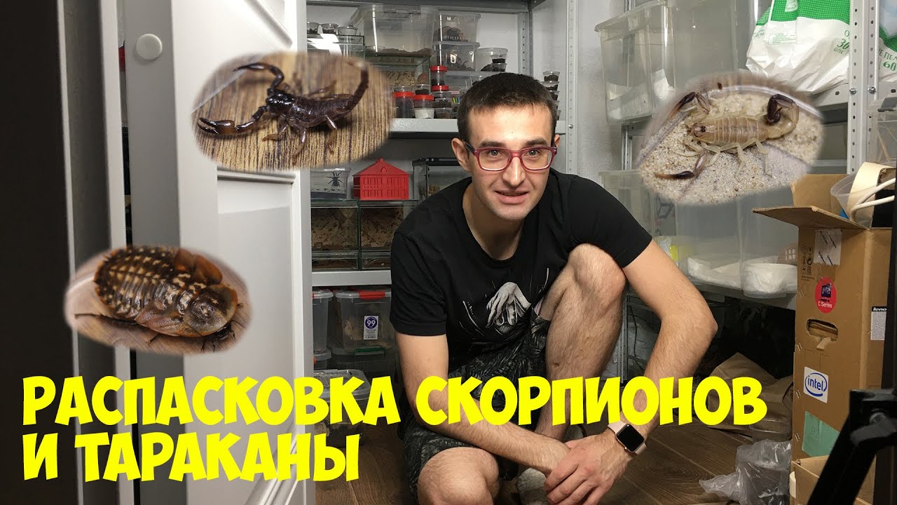 Распаковка скорпионов и кормление Термоковрики Тараканы Blaberus craniifer Hottentotta Leiurus