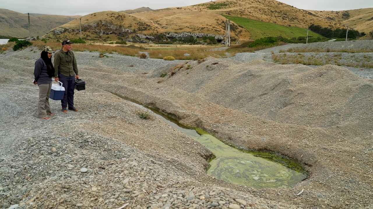 Toxic algae may impact the tuna migration season near Wairewa.