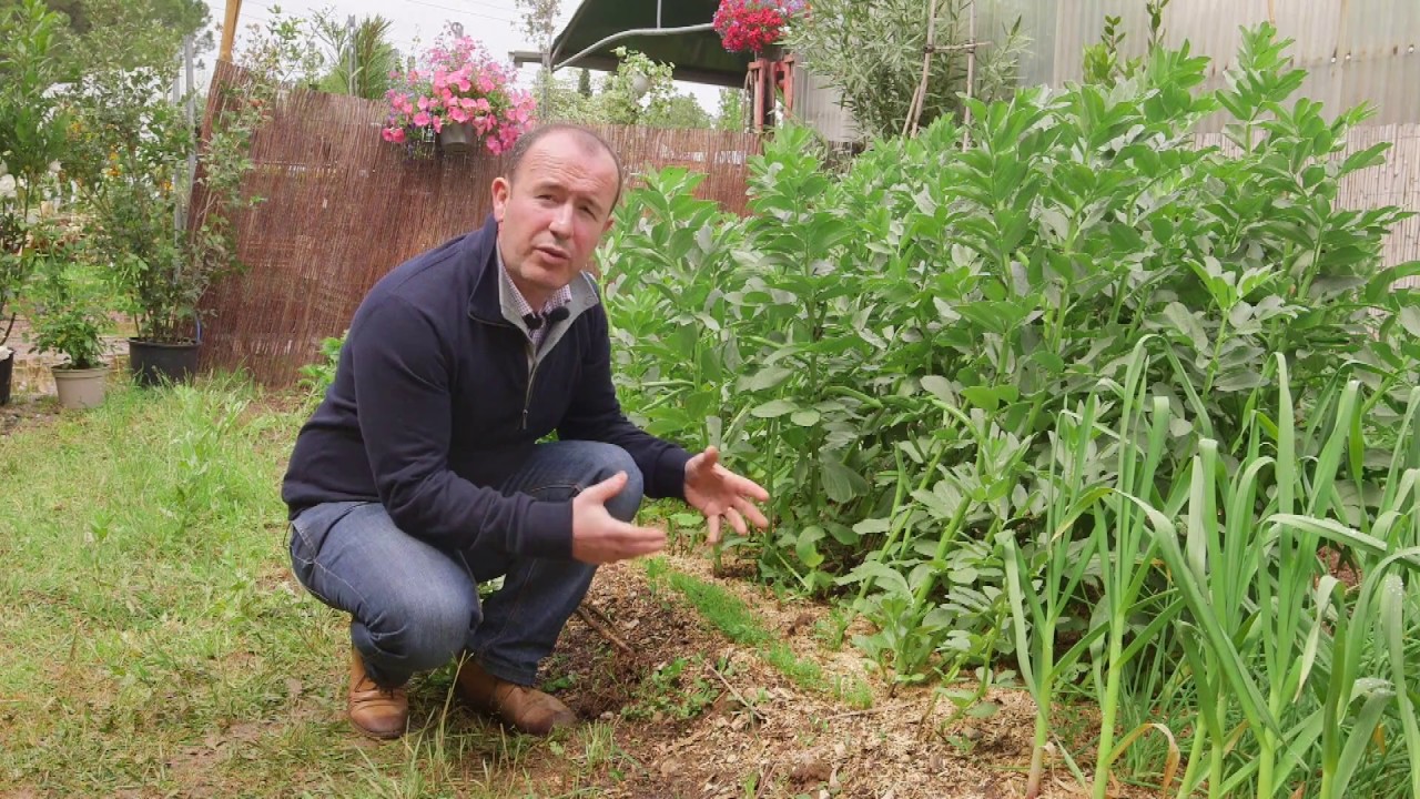 🌿 Les bonnes associations de plantes, fleurs et légumes au potager
