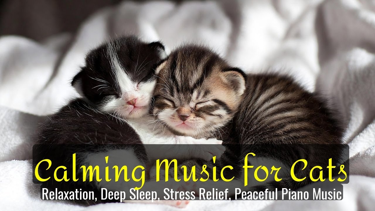 LIVE Peaceful Sleeping Cats for Calm Night Routine 🌙 | Season 61