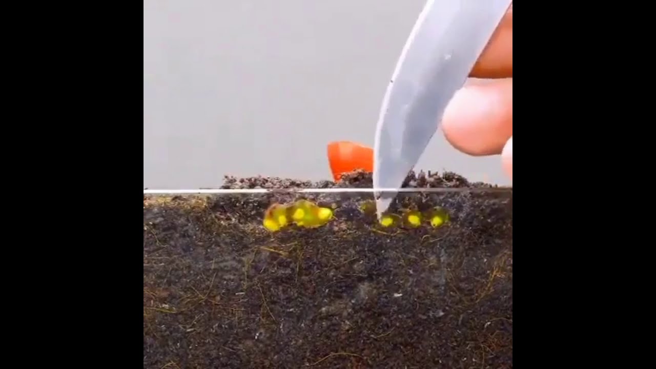 植物の種から成長するまでタイムラプス