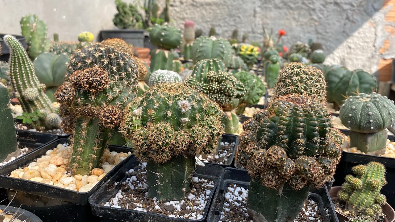 Minha coleção de CACTOS Lobivia e Rebutia