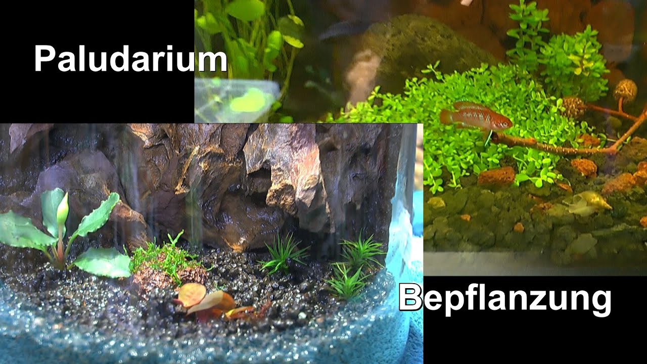 NEU Paludarium Terrarium in klein Format DIY Die Pflanzen Auswahl und bepflanzen