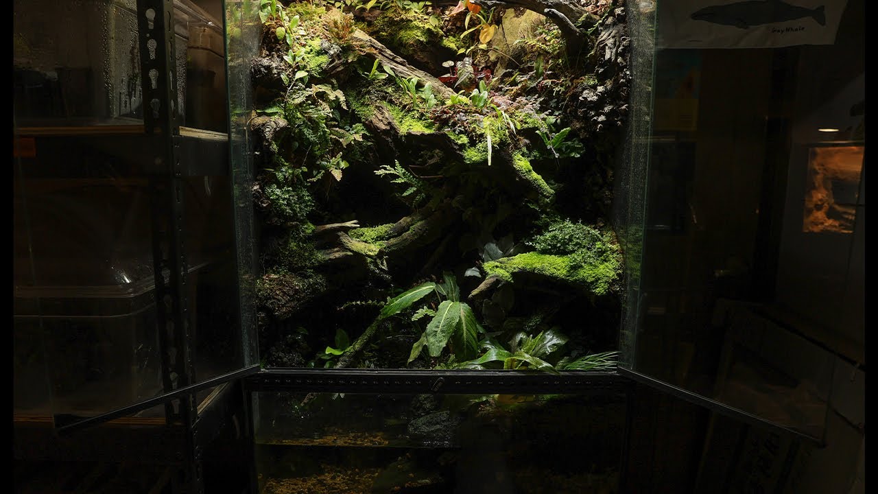 Creating a Valley Paludarium for Dragon Snakes | 드래곤 스네이크를 위한 계곡 팔루다리움 만들기!