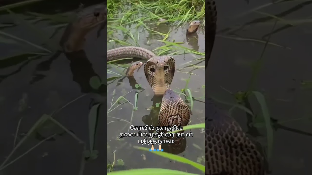 #shortsfeed #tamil #kadavul #tamilshorts #tamilreels #snake #nagam #nagaraja