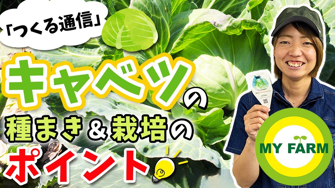 キャベツの育て方を徹底解説！種まきから栽培中の管理・収穫まで【つくる通信】
