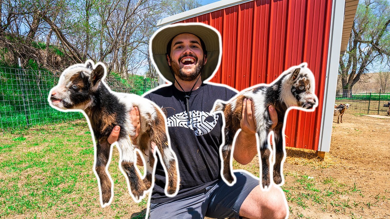 SURPRISE Baby Goats were Born in My BACKYARD FARM!!! (Help Me Name Them)