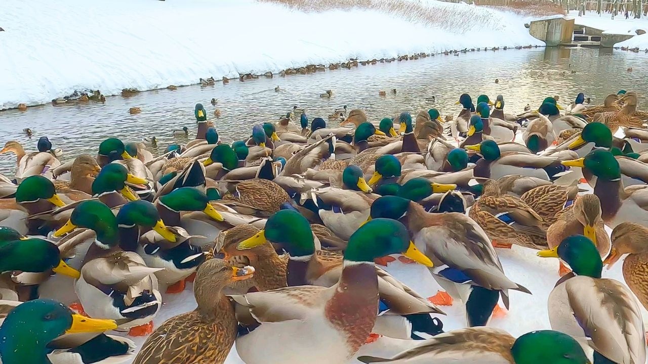 Bunch of Hectic Arctic Ducks in front of the Winter Pond [4K] Mallard Ducks