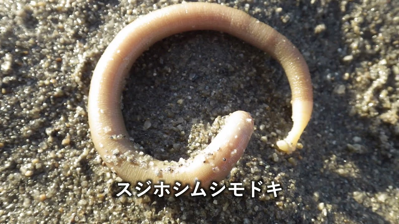 倉敷・高州の浅瀬〜干潮の時だけ現れる砂の島