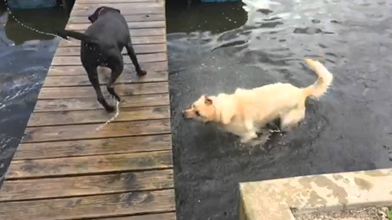 Remington the Lab "Shaking it Off" in Slow Motion (240 FPS on iPhone 6)