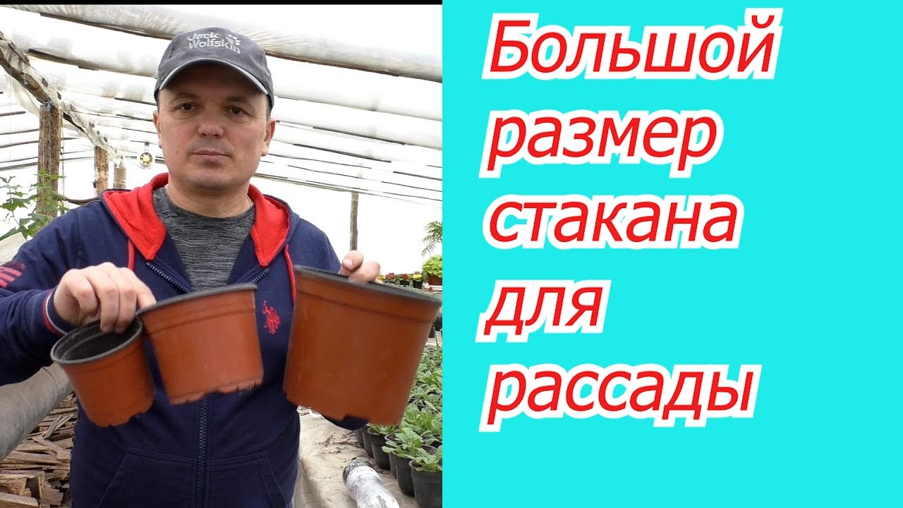 Почему большой стакан ПЛОХО для рассады. Наглядно и доходчиво.