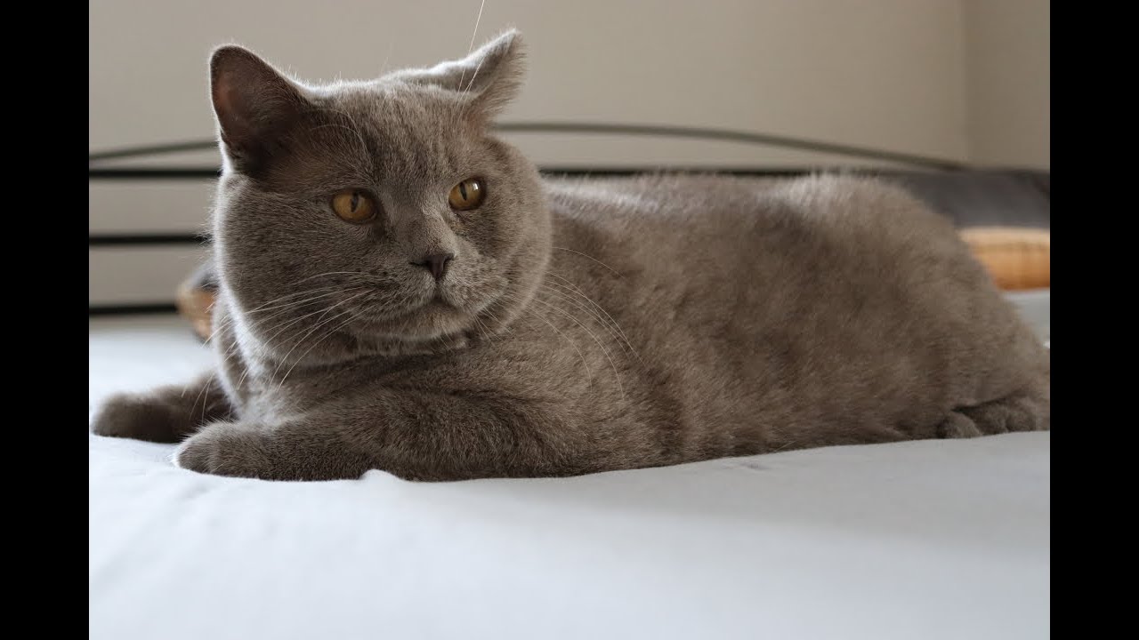 The hunting instincts of the British Cat | Loveck&eacute; instinkty britsk&eacute;ho kocourka