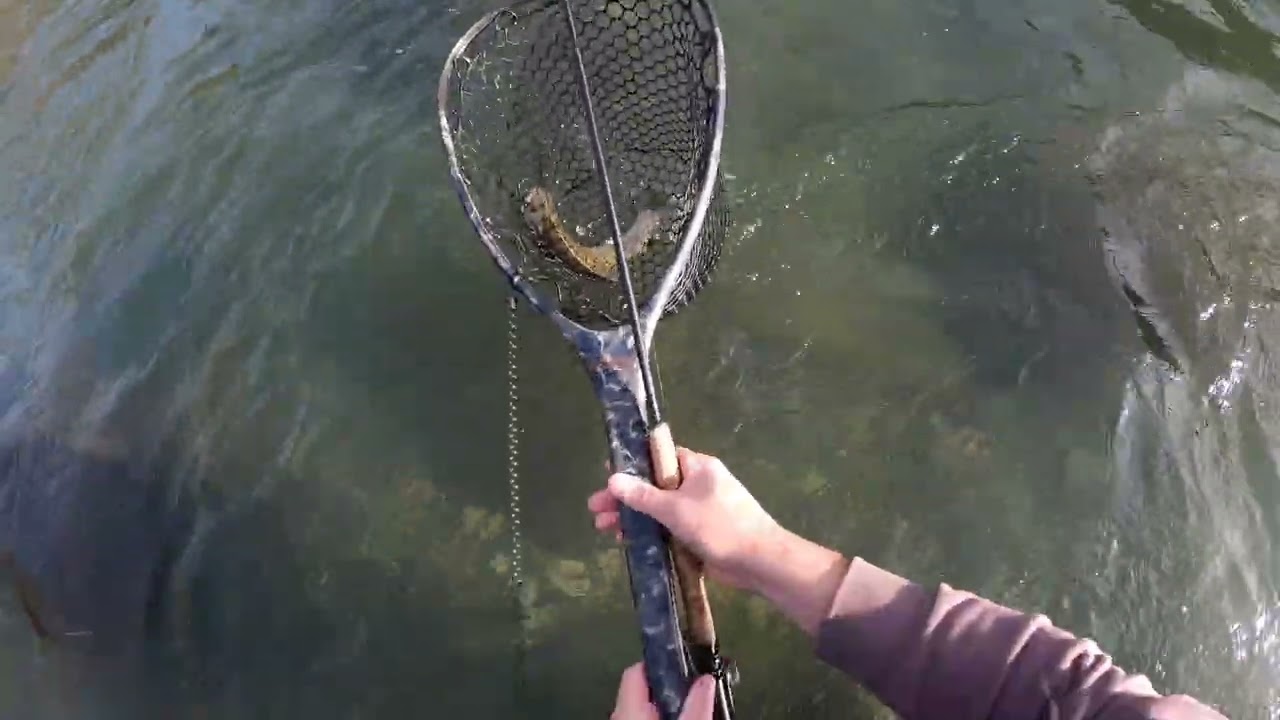 It took a long time to find these fish