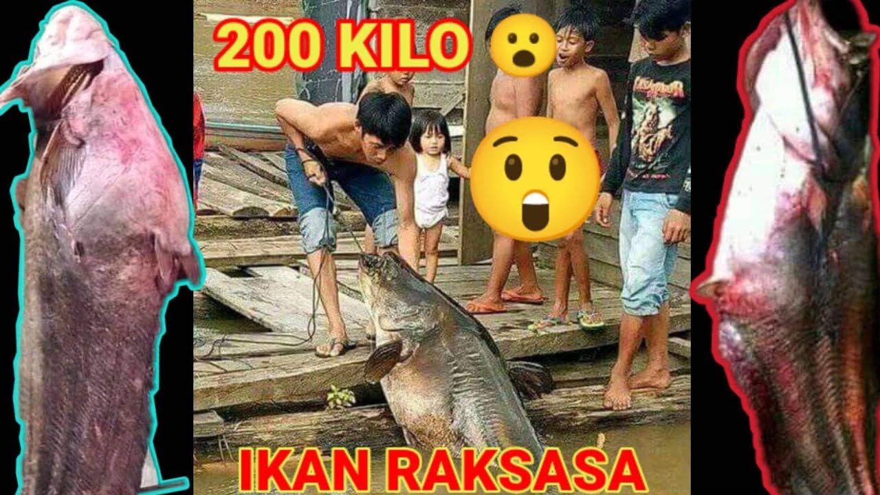 Detik Detik menangkap ikan tapah babon jumbo seharga 10 juta