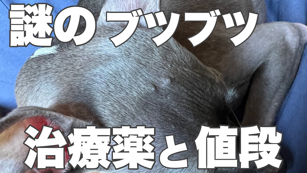 【犬の皮膚病】おでこにブツブツが！発症から完治までの道のり！！