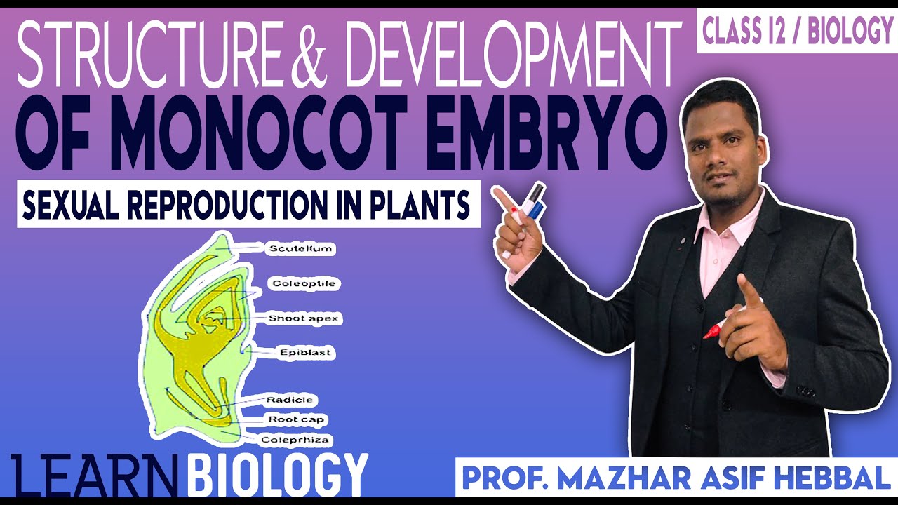 Structure & development of Monocot embryo. By- Prof. Mazhar Asif