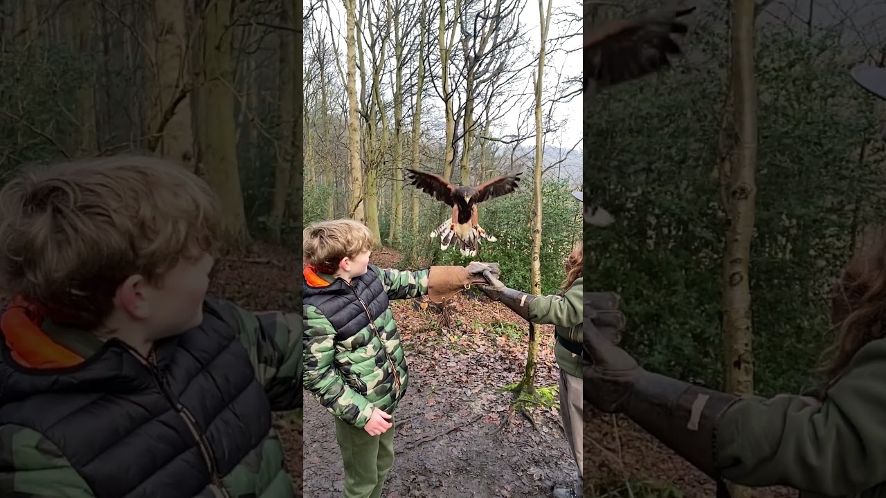 Harris hawk landing