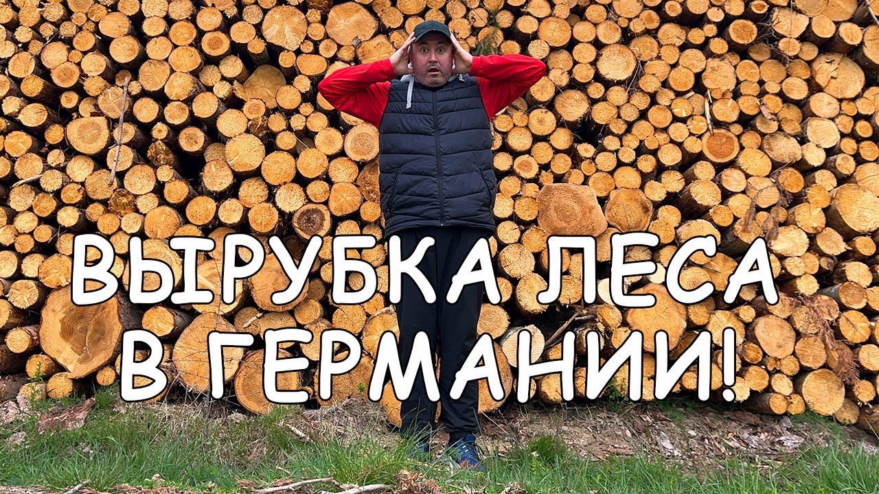 Зачем немцы рубят лес?