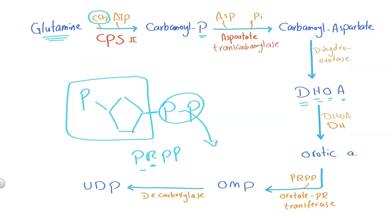 03 Pyrimidine metabolism