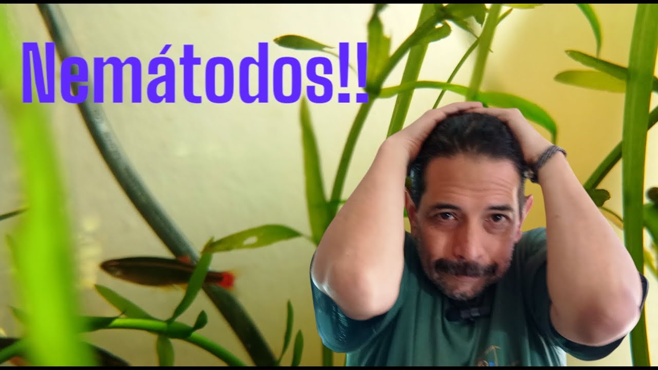 Aparecieron pequeños gusanitos blancos en el acuario: Los nemátodos.