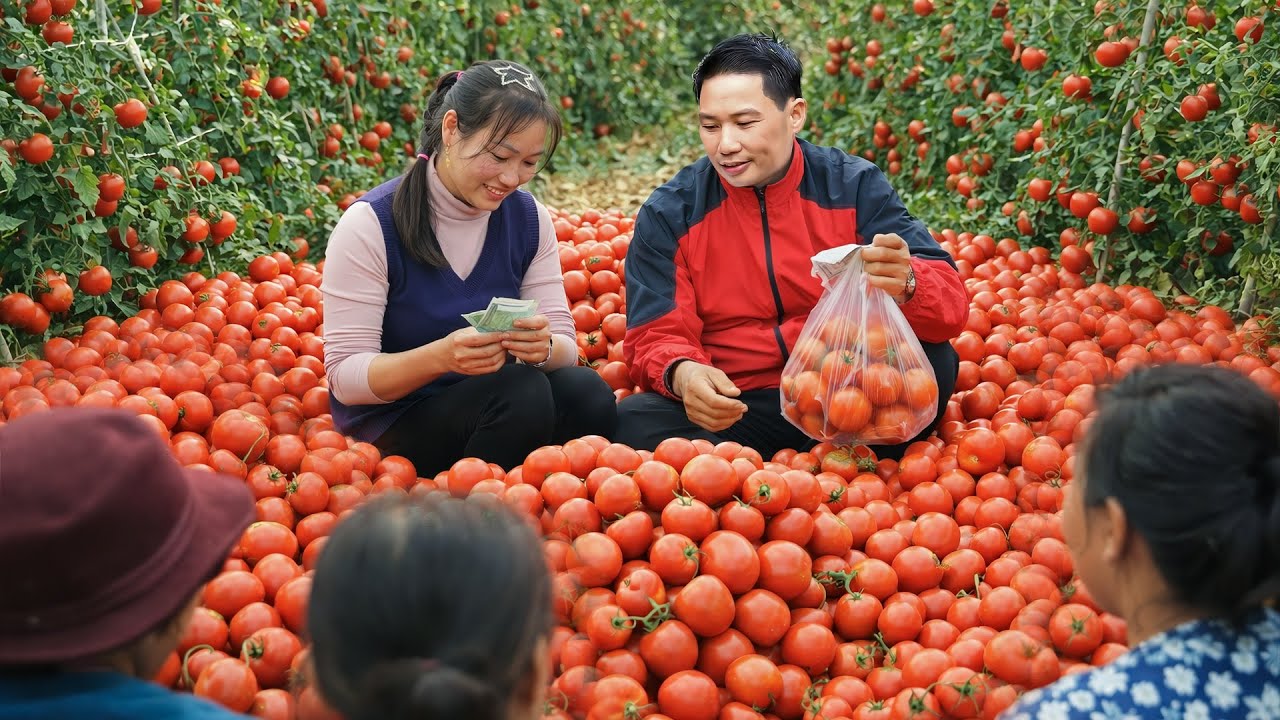 TAN helps AN Harvest 100Kg Tomatoes to Sell - Cooking Warm Family Meal Together